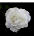 ROSA DE TERCIOPELO 12 X 6 CMS.