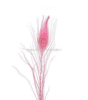 Pluma De Pavo Real Quemado Teñido Rosa Viejo 25/28 Cms. De Alto - colores para