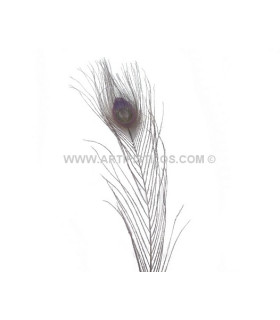 Pluma De Pavo Real Quemado Teñido 25/28 Cms. De Alto Lila Viejo - colores para