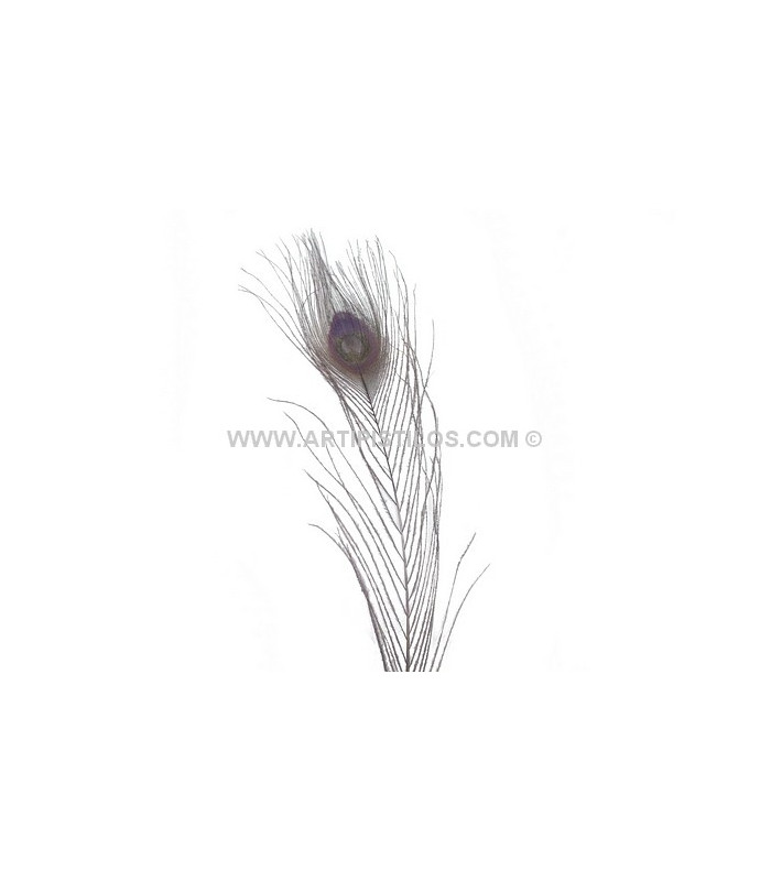 PLUMA DE PAVO REAL QUEMADO TEÑIDO