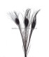 PLUMA DE PAVO REAL QUEMADO TEÑIDO