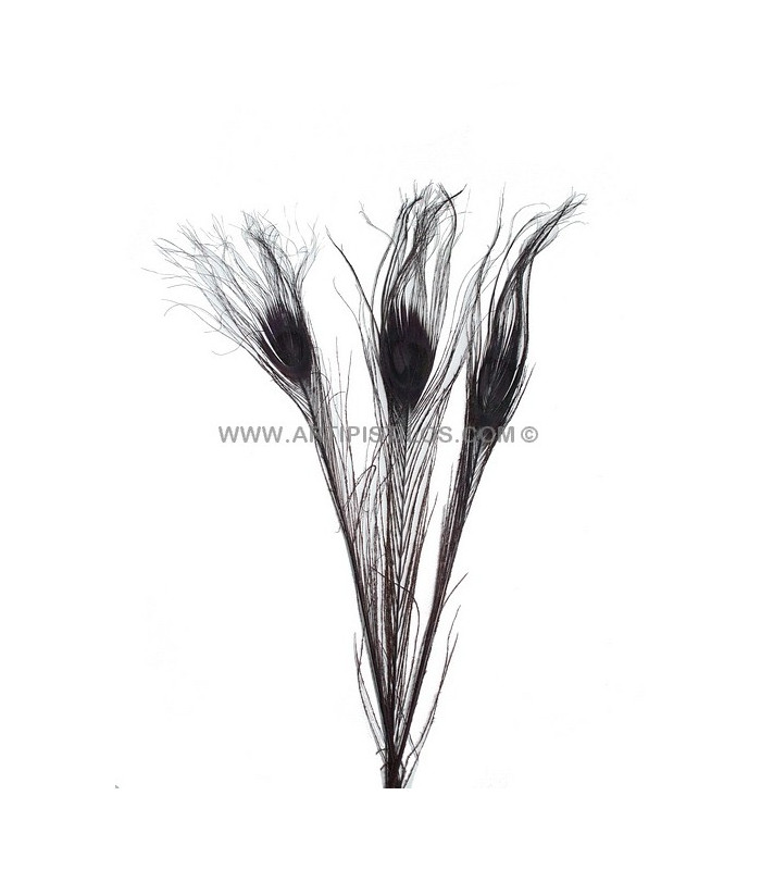 PLUMA DE PAVO REAL QUEMADO TEÑIDO