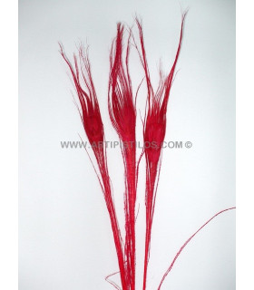 Pluma De Pavo Real Quemado Teñido Rojo 25/28 Cms. De Alto - colores para