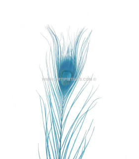 Pluma De Pavo Real Quemado Teñido Turquesa 25/28 Cms. De Alto - colores para