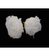 PRESERVED ROSE 6 CMS.