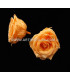 PRESERVED ROSE 6 CMS.