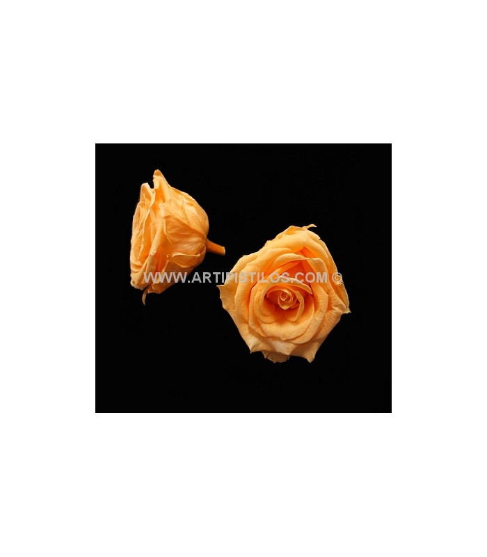 PRESERVED ROSE 6 CMS.