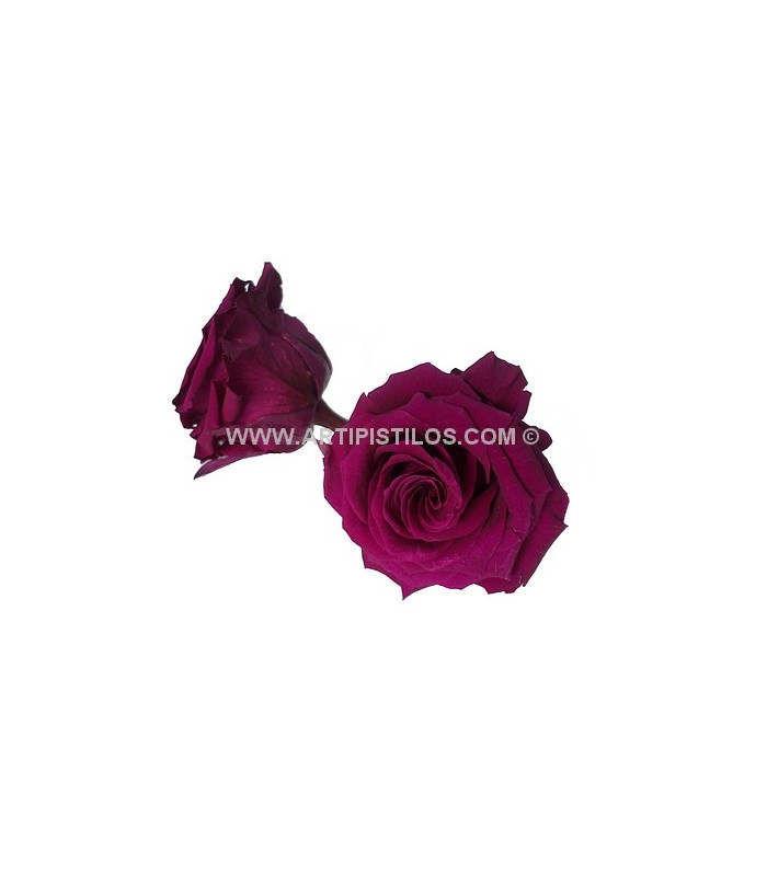 PRESERVED ROSE 6 CMS.