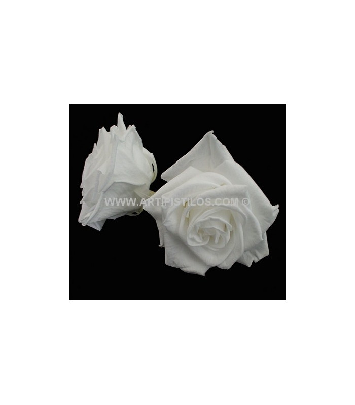 PRESERVED BIG ROSE 9 CMS.