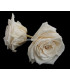 PRESERVED BIG ROSE 9 CMS.