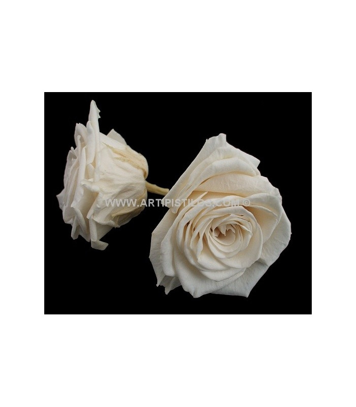PRESERVED BIG ROSE 9 CMS.