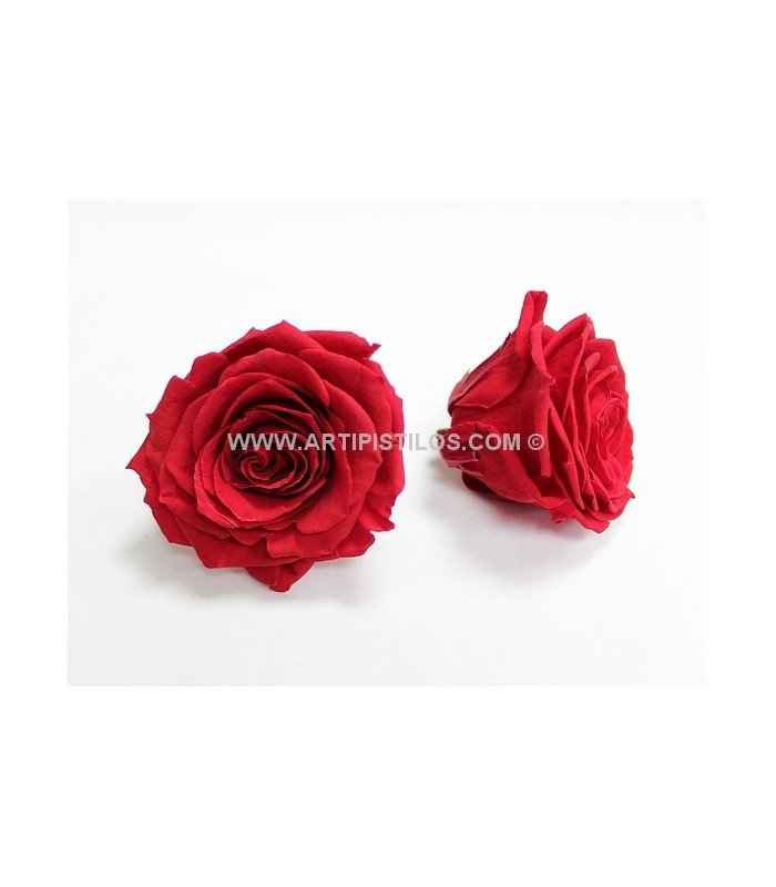 PRESERVED BIG ROSE 9 CMS.