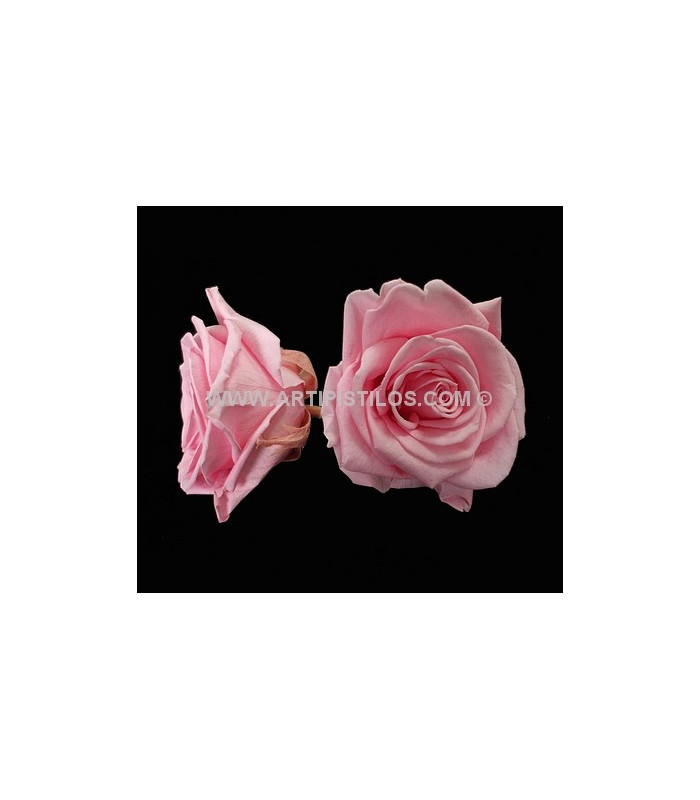 PRESERVED BIG ROSE 9 CMS.