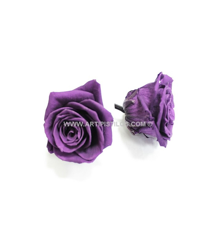 PRESERVED BIG ROSE 9 CMS.