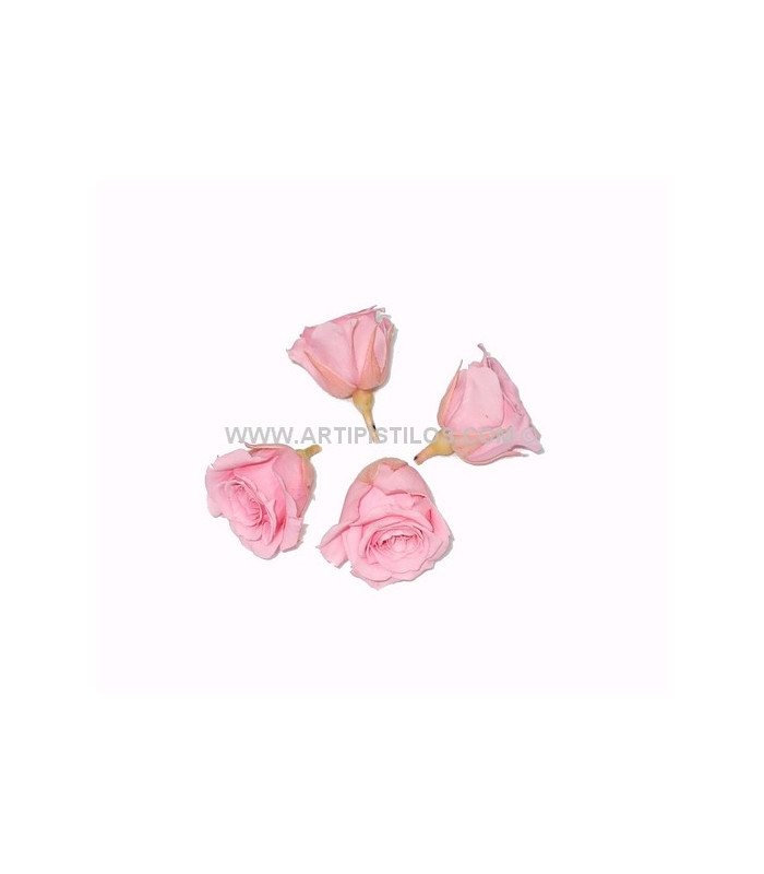 PRESERVED PETIT ROSE 2 X 2 CMS.