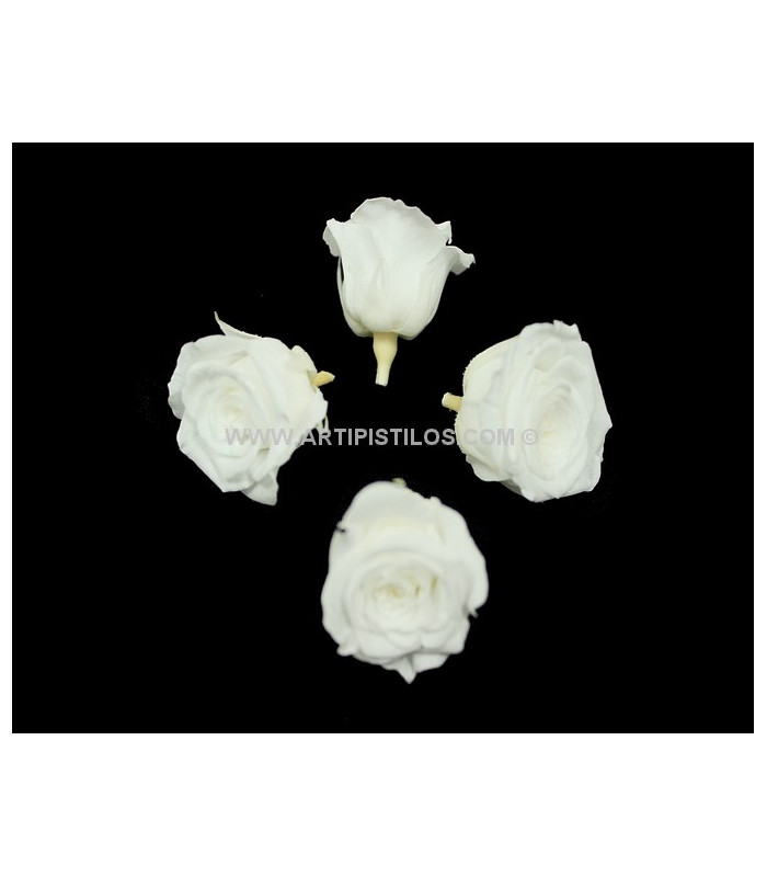 PRESERVED PETIT ROSE 2 X 2 CMS.