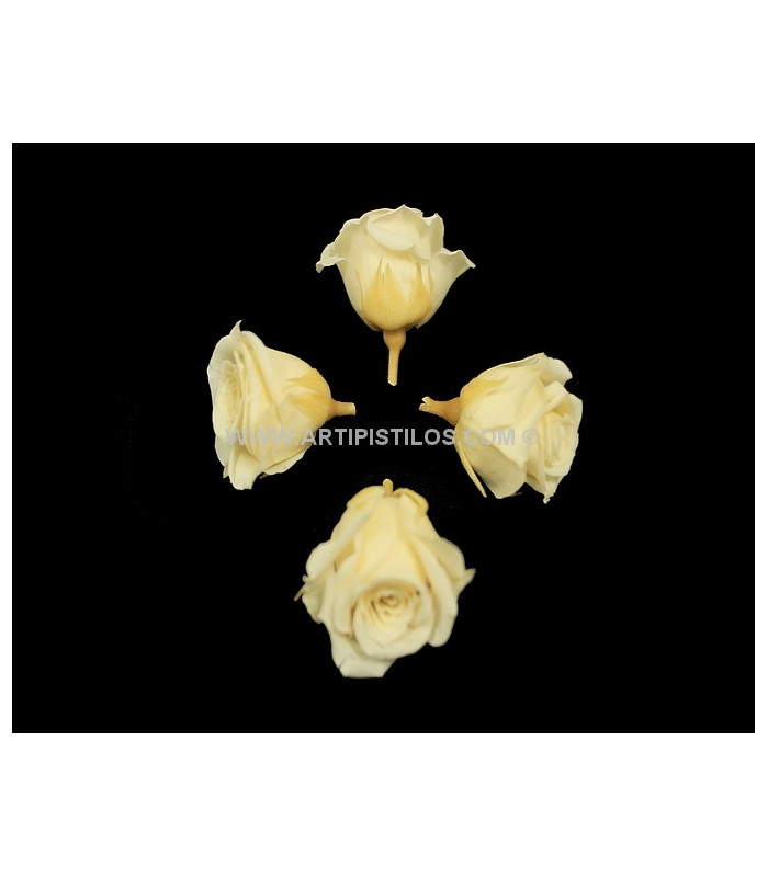 PRESERVED PETIT ROSE 2 X 2 CMS.
