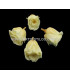 PRESERVED PETIT ROSE 2 X 2 CMS.