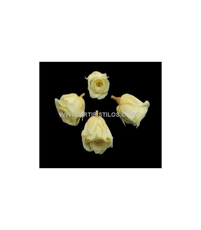PRESERVED PETIT ROSE 2 X 2 CMS.