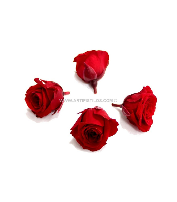 PRESERVED PETIT ROSE 2 X 2 CMS.