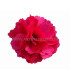 SATIN FLOWER