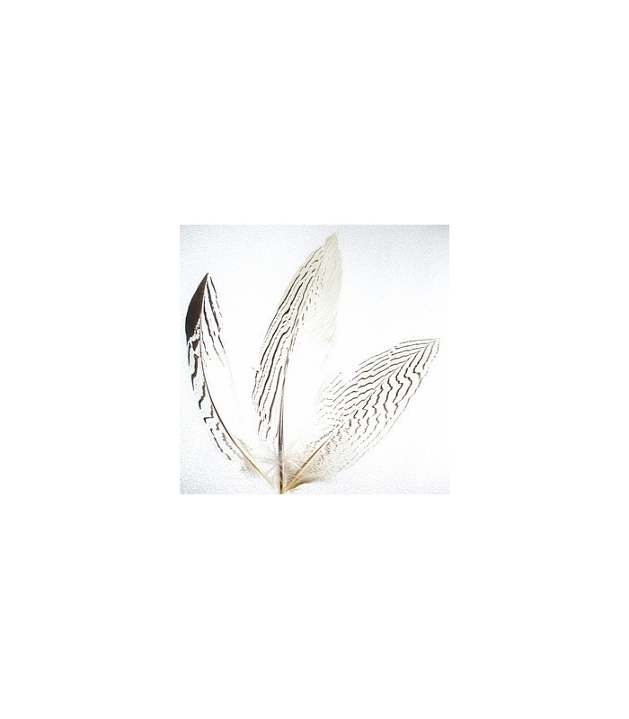 PLUMA DE FAISÁN PLATEADO 30 - 35 CMS.