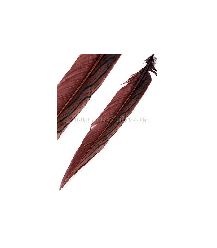 PLUMA DE FAISÁN PLATEADO 30 - 35 CMS.