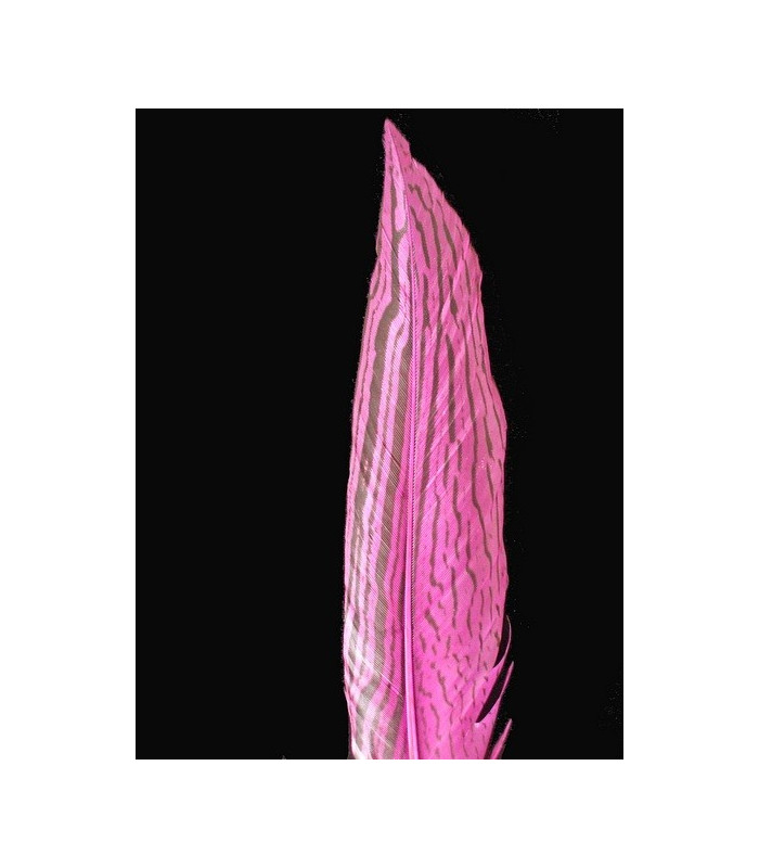 PENA DE FAISÃO PRATEADO 30 - 35 CMS.