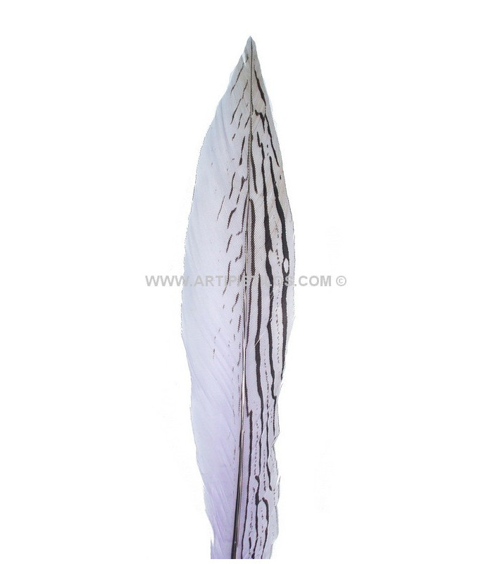 PLUMA DE FAISÁN PLATEADO 30 - 35 CMS.