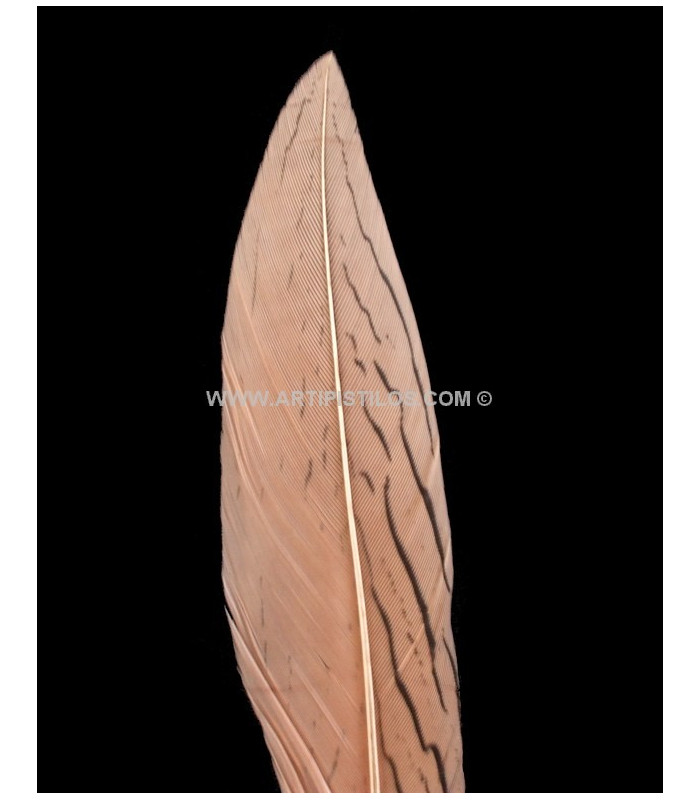 PLUMA DE FAISÁN PLATEADO 30 - 35 CMS.