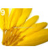 BOLSA 20 PLUMAS DE PATO 9-14 CMS.