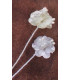 SATIN FLOWER