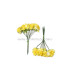 12 FLOWERS BUNDLE