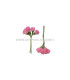 6 FLOWERS BUNDLE