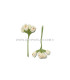 6 FLOWERS BUNDLE