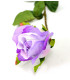 ROSEBUD