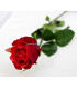 ROSEBUD
