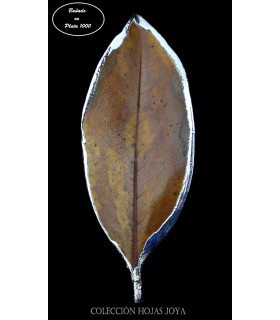 NATURAL LEAVES OF MAGNOLIO PLATED IN SILVER 1000