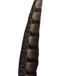PHEASANT FEATHER LADY AMHERST 65-70 CMS.