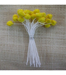 Pistilo Margarita Amarillo Diametro Cabeza: 1 Cm. Aprox. Altura: 8 Cms. - de colores