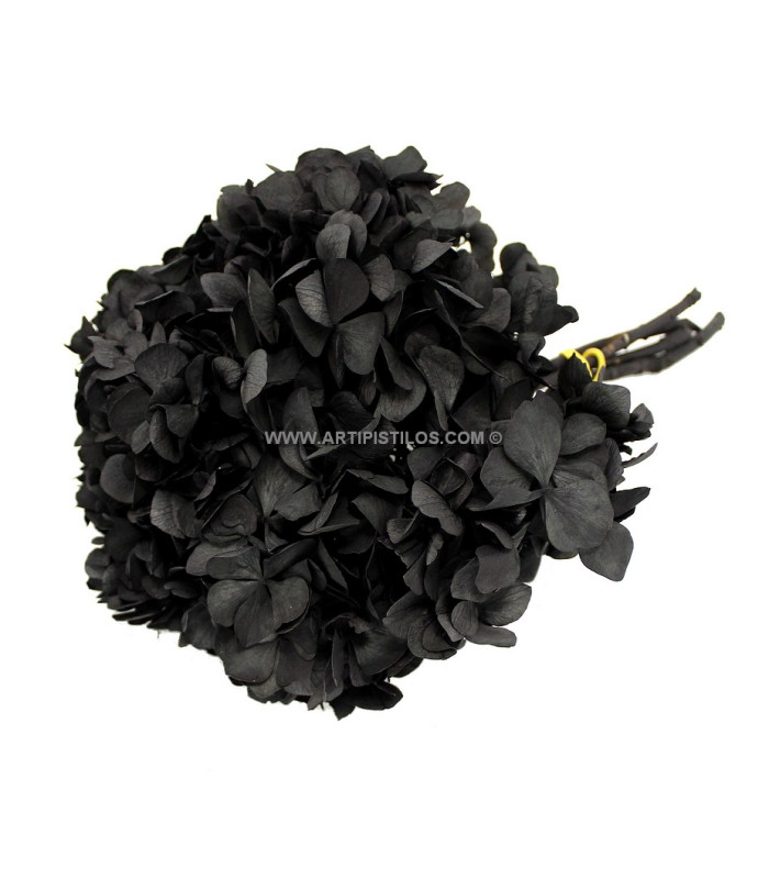 HORTENSIA PRESERVADA
