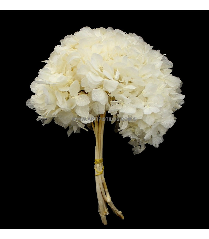 HORTENSIA PRESERVADA NATURAL "PREMIUM"