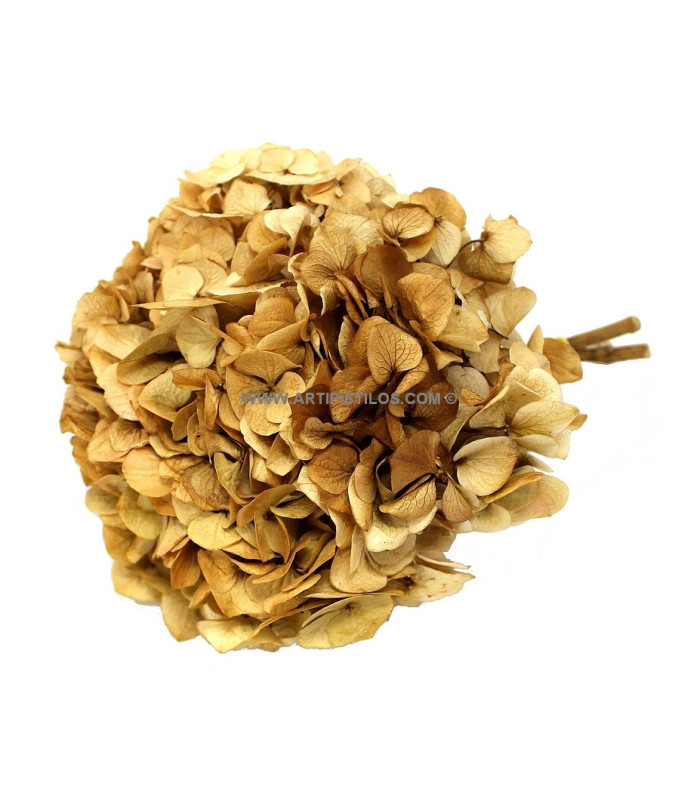 HORTENSIA PRESERVADA