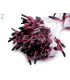 STAMEN BICOLOUR