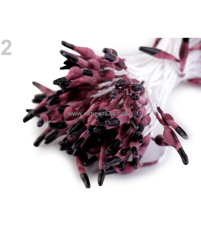 STAMEN BICOLOUR