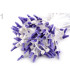 STAMEN BICOLOUR