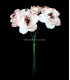 BOQUET PAPER 6 FLOWERS