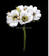 BOUQUET 6 DAISY FLOWERS