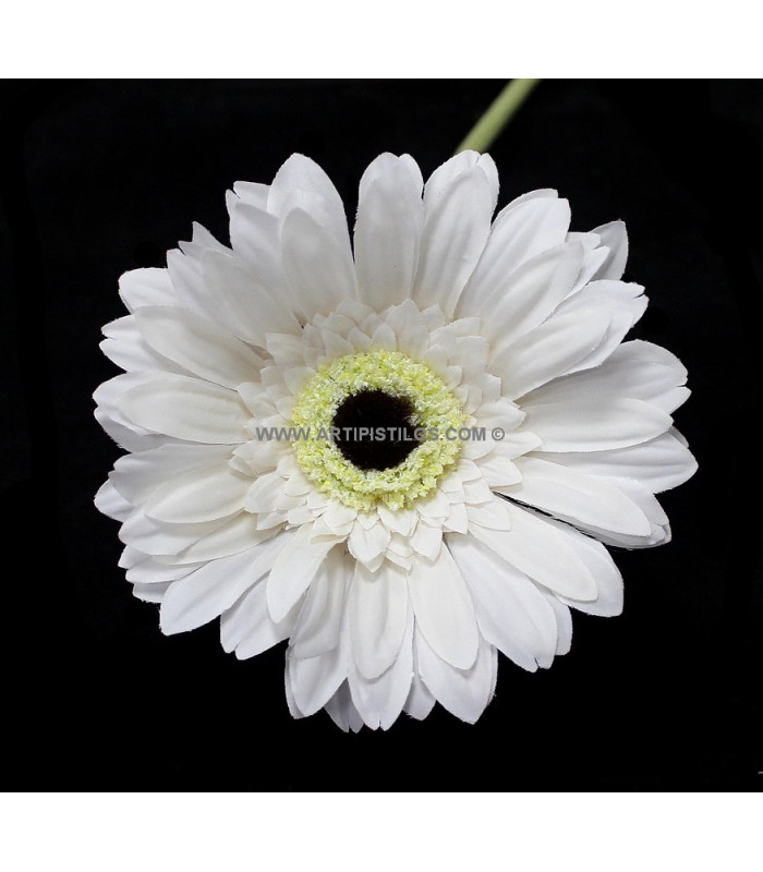 GERBERA "VINTAGE" 12 X 4 CMS.