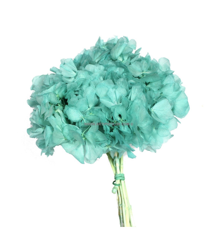 HORTENSIA PRESERVADA